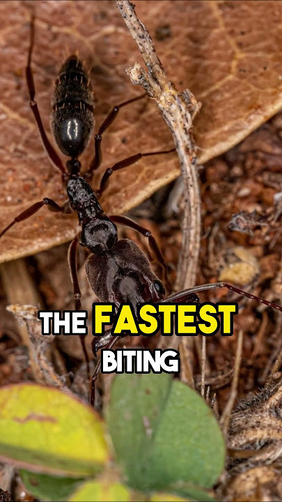 🐜 Trap-Jaw Ants: The Fastest Biting Animal in the World 🐜 #nature #facts