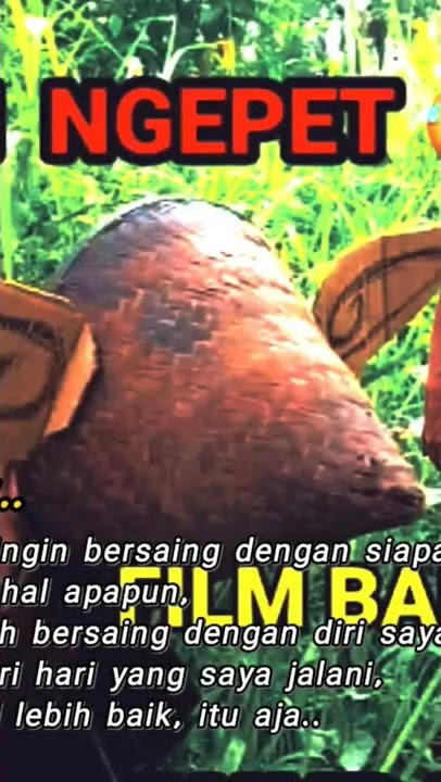 Babi Ngepet Lucu,,,😂😂