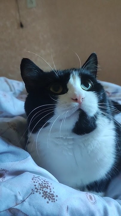 ️Кот Мякиш ️недотрога #омск #shorts - YouTube