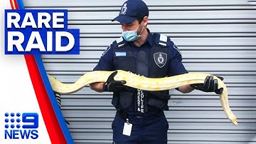 Rare albino python seized in Victorian home | 9 News Australia