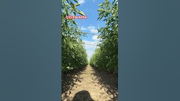 Bí quyết đặc trị bệnh rụng lá tháng thư cho cây ớt 🌶️ #cayot #nongnghiepxanh #huongdantrongot