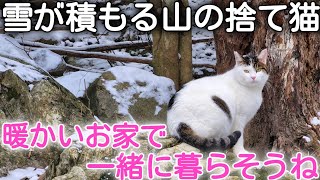 [Rescuing a Stray Cat] Tama is a very affectionate stray cat who loves people. From now on, let's...