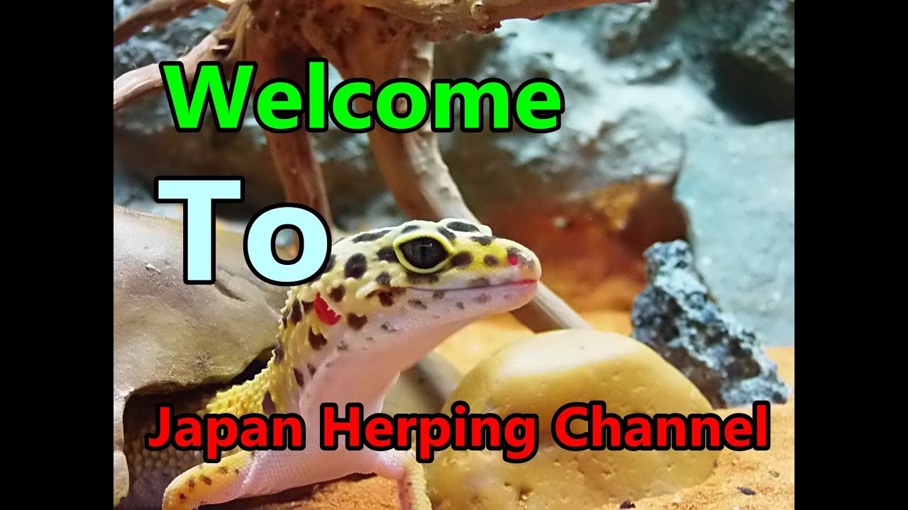 newton to kg Welcome to Japan Herping Channel