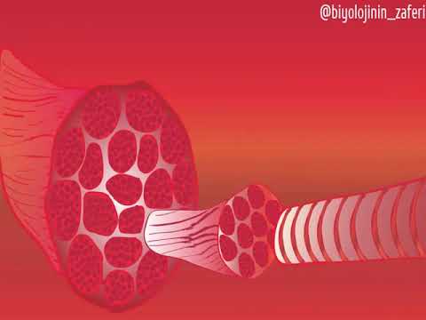 mechanism of skeletal muscles.