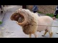فيلم عندي الأبطال و منربطش الرعواني