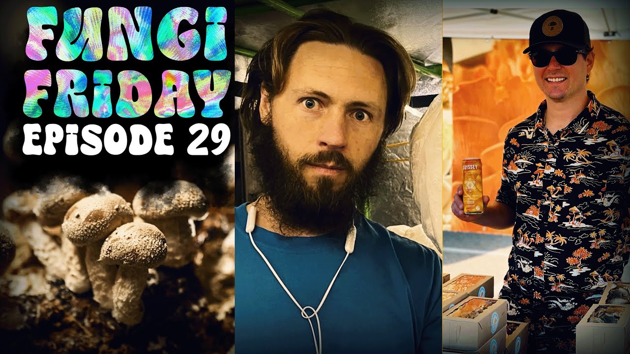 Fungi Friday #29 The future of AI in mushroom cultivation and reflecting on mushroom cult classes