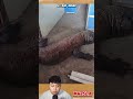 Viral! Penemuan Kadal Raksasa Di Bangunan Kosong! #m4zsda #shortvideos #shorts #reaction
