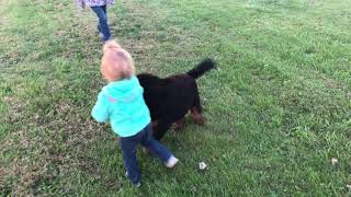 ( LUNA) Adult Bernedoodle