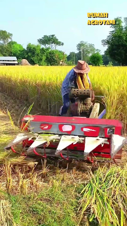 Mesin Panen Padi ini Hanya memotong batang Padi, Namun Sangat bermanfaat gantikan mesin besar