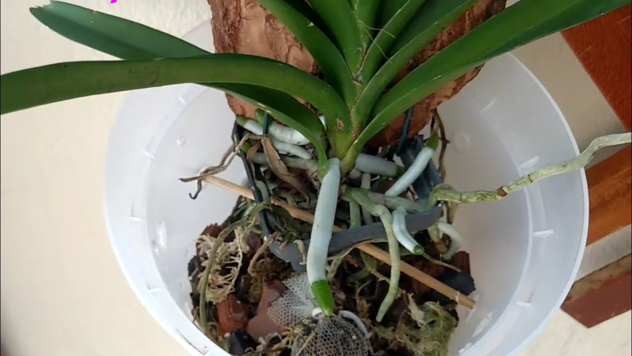 Resultado orquídea Vanda plantada no vaso - thptnganamst.edu.vn