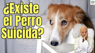 🚨 ¿EXISTE ALGUN PERRO SUICIDA?🚨