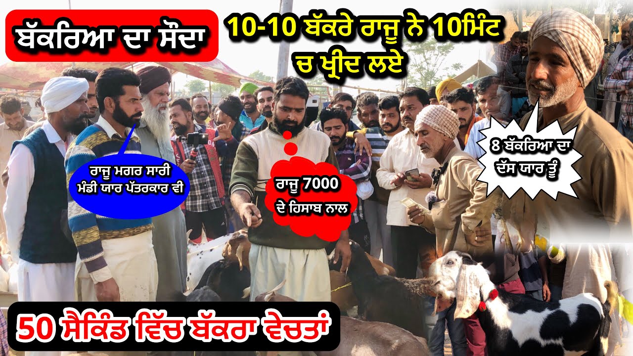 ਬੱਕਰਿਆ ਦਾ ਸੌਦਾ ਤਾੜ ਤਾੜ ਹੰਦੇ ਦੋਖੋ ਰਾਜੂ ਅੱਜ ਨਜ਼ੀਰ ਖਾਨ ਹੀ ਬਣਗਿਆ #bawagoatfarm #bakratv