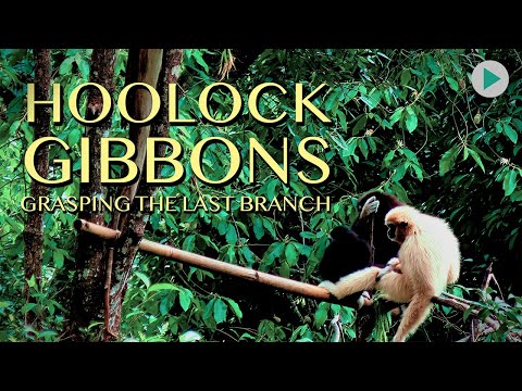 HOOLOCK GIBBONS: GRASPING THE LAST BRANCH