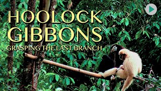 HOOLOCK GIBBONS: GRASPING THE LAST BRANCH 🌍 Full Exclusive Documentary Premiere 🌍 English HD 2024