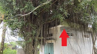 Terrified when cleaning and cutting off the giant root system in a house abandoned for 30 years