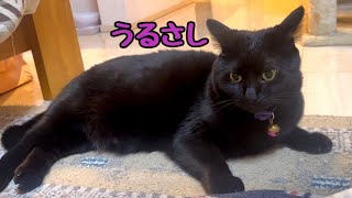 猫部屋でパパさんがうるさいから帰るの絶対拒否ぽ