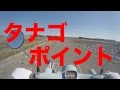 タナゴ釣りのポイント探し Tanago(bitterling) fishing point