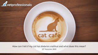 How can I tell if my cat has diabetes mellitus and what does this mean?