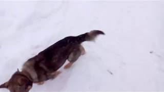огромная собака волк напала на туристов около д руднево огромная собака волк напала на туристов около д руднево