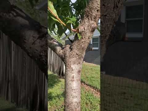 Videó: Earligrande Peach Fruit: Earligrande őszibarack gondozása a kertekben