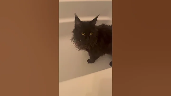 Watch the video about #mainecoon Luna loves water