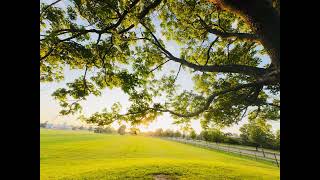 July 2nd, 2026 - Shillito Park Tree Sunset #Avata2 #Sunset