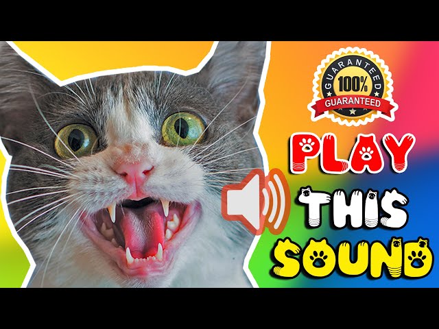 Cat sounds to scare mice away ⭐ Rats will go away 🐁 cat sound effect class=