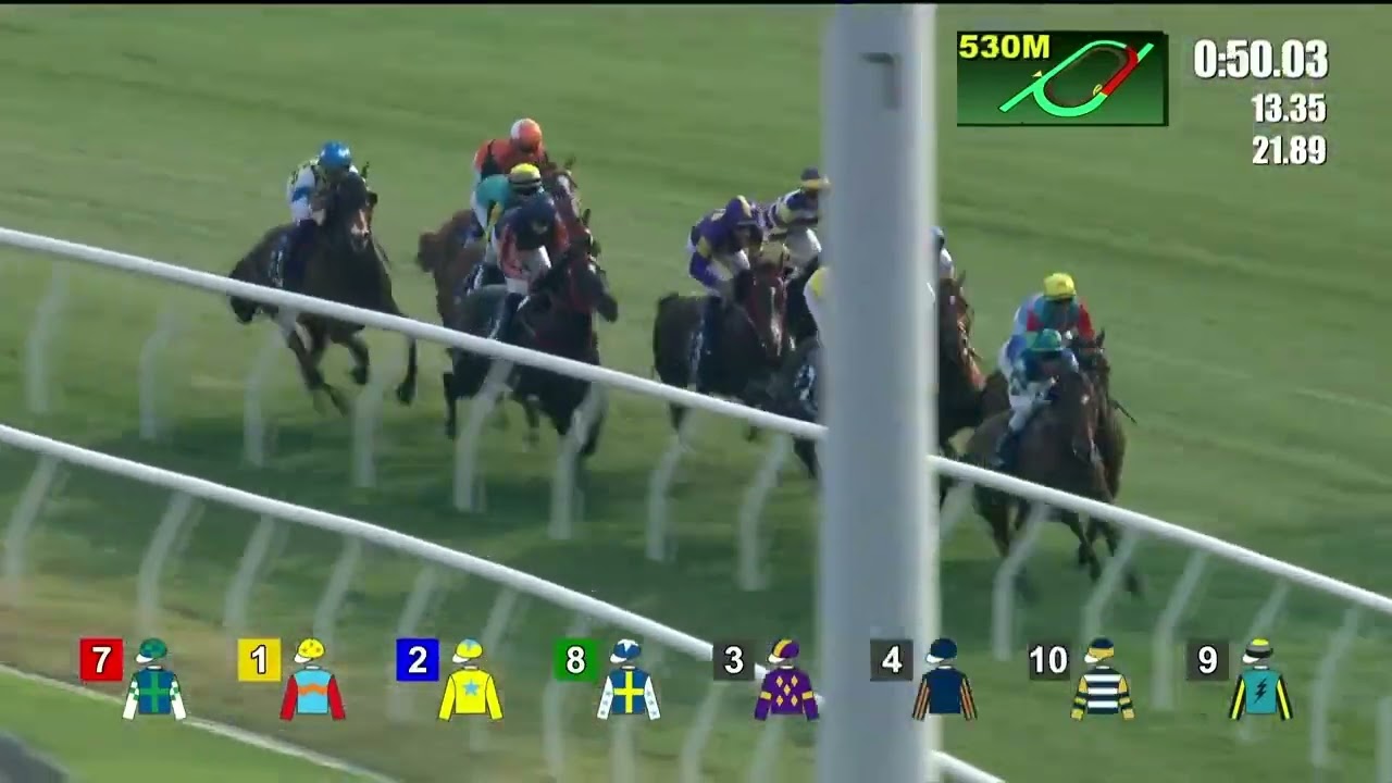 KA YING RISING カーインライジングクッション カーインライジング（Ka Ying Rising） | 競馬データベース | JRA-VAN