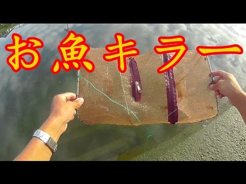 お魚キラー仕掛けてみた 手長エビとスジエビ捕獲 Youtube