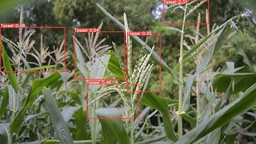 MaizeTasselDetection