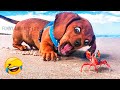 Best Cute And Funny Animal Videos 2022 😇 - Funniest Dogs And Cats Videos 🤣🥰