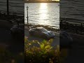Porsche #caredit #trending #phonk