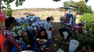 PART:2 HARVEST NG TALO AT SILI | MASARAP NA KAINAN SA ILALIM NG PUNO