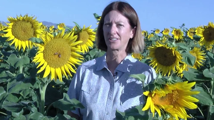 Hybrid Sunflower Seed Production in California