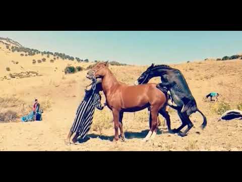 Donkey Horse Passiontide Mating