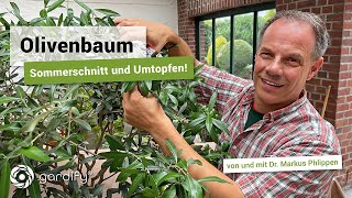Olivenbaum: Sommerschnitt und Umtopfen, Dünger, Gießen | gardify Tipps