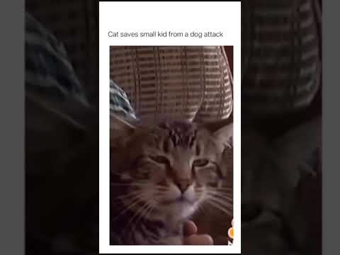 Cat saves kid