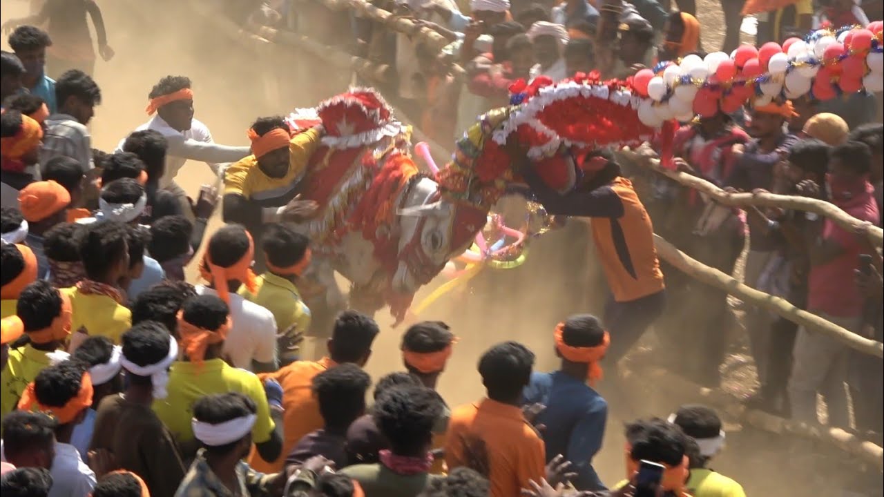 Haveri horihabba 2025| Top pp Bulls of Karnataka 