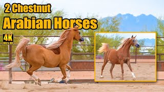 2 Gorgeous Chestnut Arabian Horses with Flaxen Manes & Tails