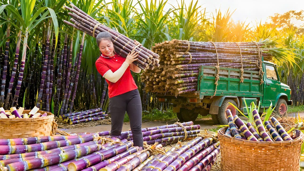Use Truck To Harvest and Transport Many Sugarcanes To Sell To Sugarcane Juice Shop