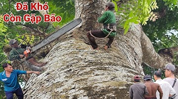 Cưa Cây Xà Cưa To Khủng, Tàn Khổng Lồ, Um Tùm Trên Nóc Nhà, Cực Kỳ Khó, Cưa Kỹ Thuật,109