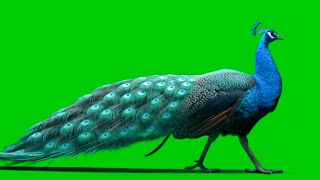 Beautiful Peawalking On Green Screen Footage Chroma Key