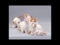 Turkish Van Cat and Kittens | History of the Turkish Van Cat Breed の動画、YouTube動画。