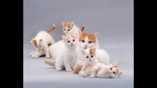 Turkish Van Cat and Kittens | History of the Turkish Van Cat Breed by Rony Animal World 8,026 views 7 years ago 3 minutes, 46 seconds