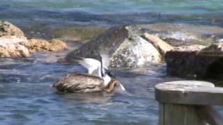 Seagull vs. Pelican 2
