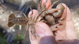 Male vs Female Crayfish: Spotting the Differences