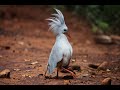 Kagu  fantme de la fort