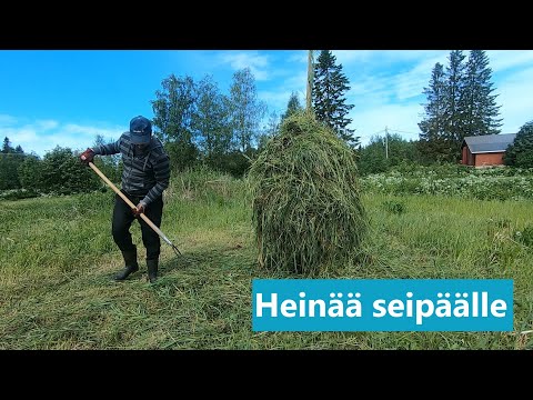 Video: Kuinka Ruokkia Flokseja? Pukeutuminen Heinä- Ja Kesäkuussa Ennen Kukintaa Ja Sen Aikana