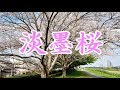 淡墨桜(うすずみざくら) 夏木綾子 COVER