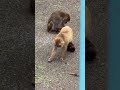 この赤ちゃんのお猿さんのしぐさ、かわいすぎる！The baby’s behavior is so entertaining! #monkey #zoo #市川市動植物園